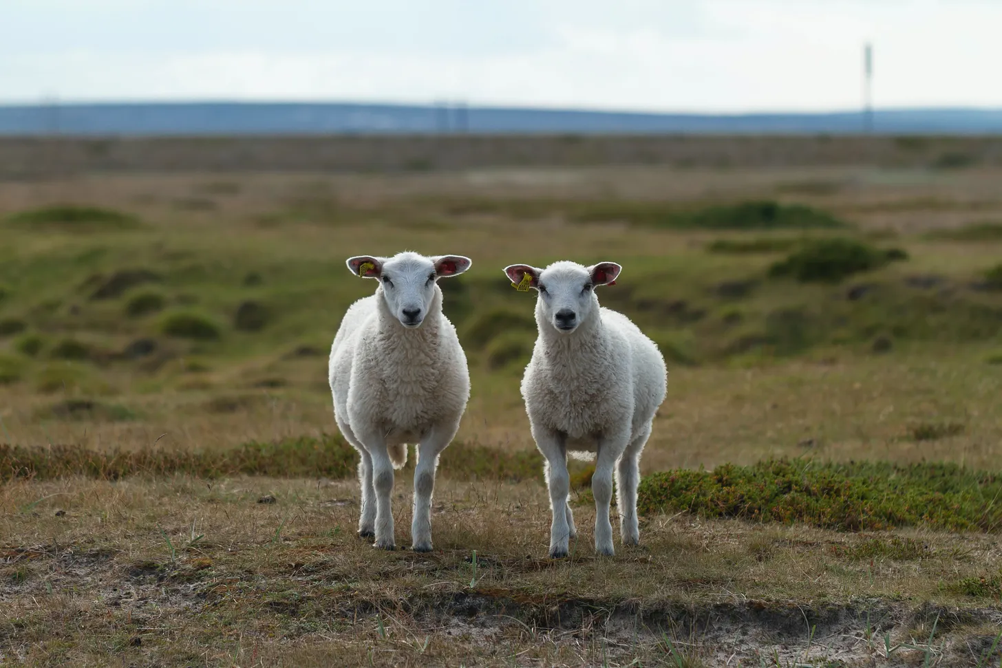 The Story of Twins – Direct plan vs Regular plan of Mutual Funds